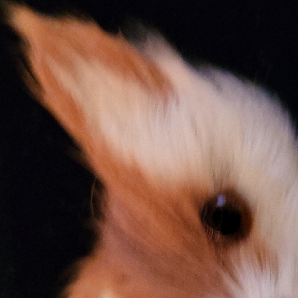 Fox Brooch - image 8